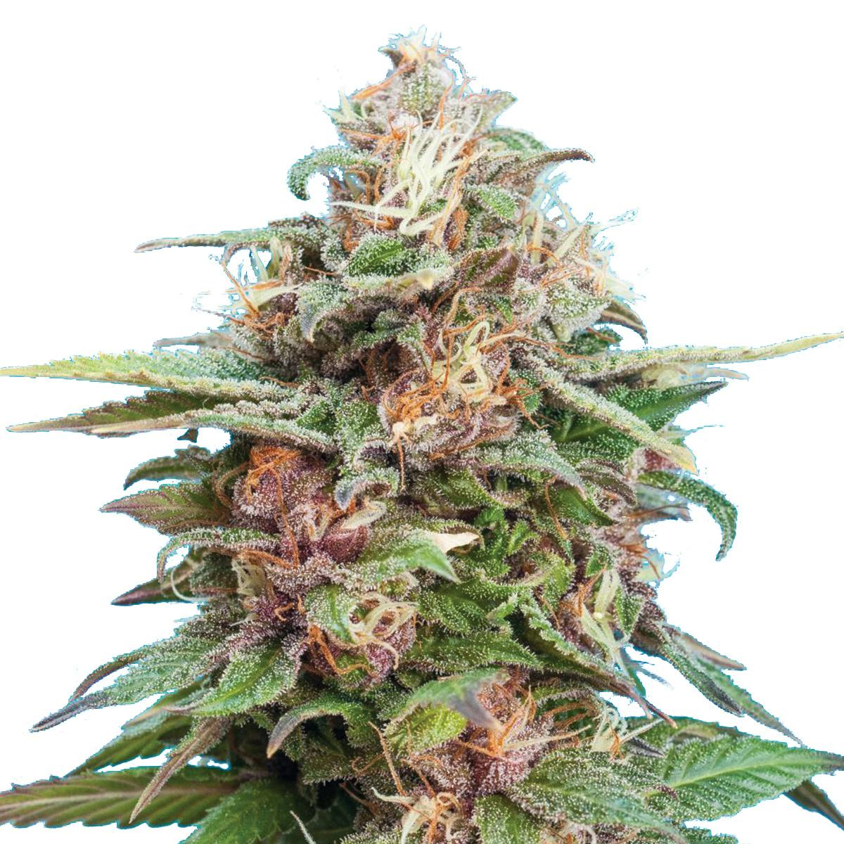 Tropical Seeds Company - Bisho Purple, Feminized - 1