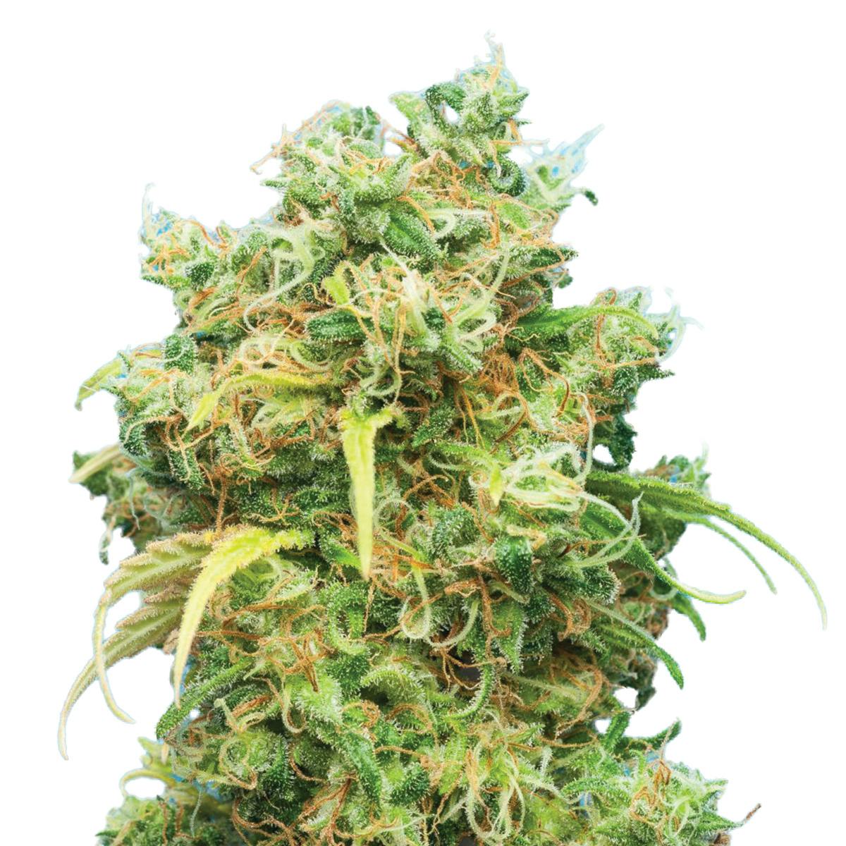 Tropical Seeds Company - Ciskei, Regular - 1