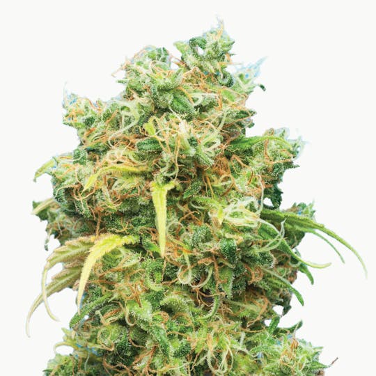 Tropical Seeds Company - Ciskei, Regular - 1