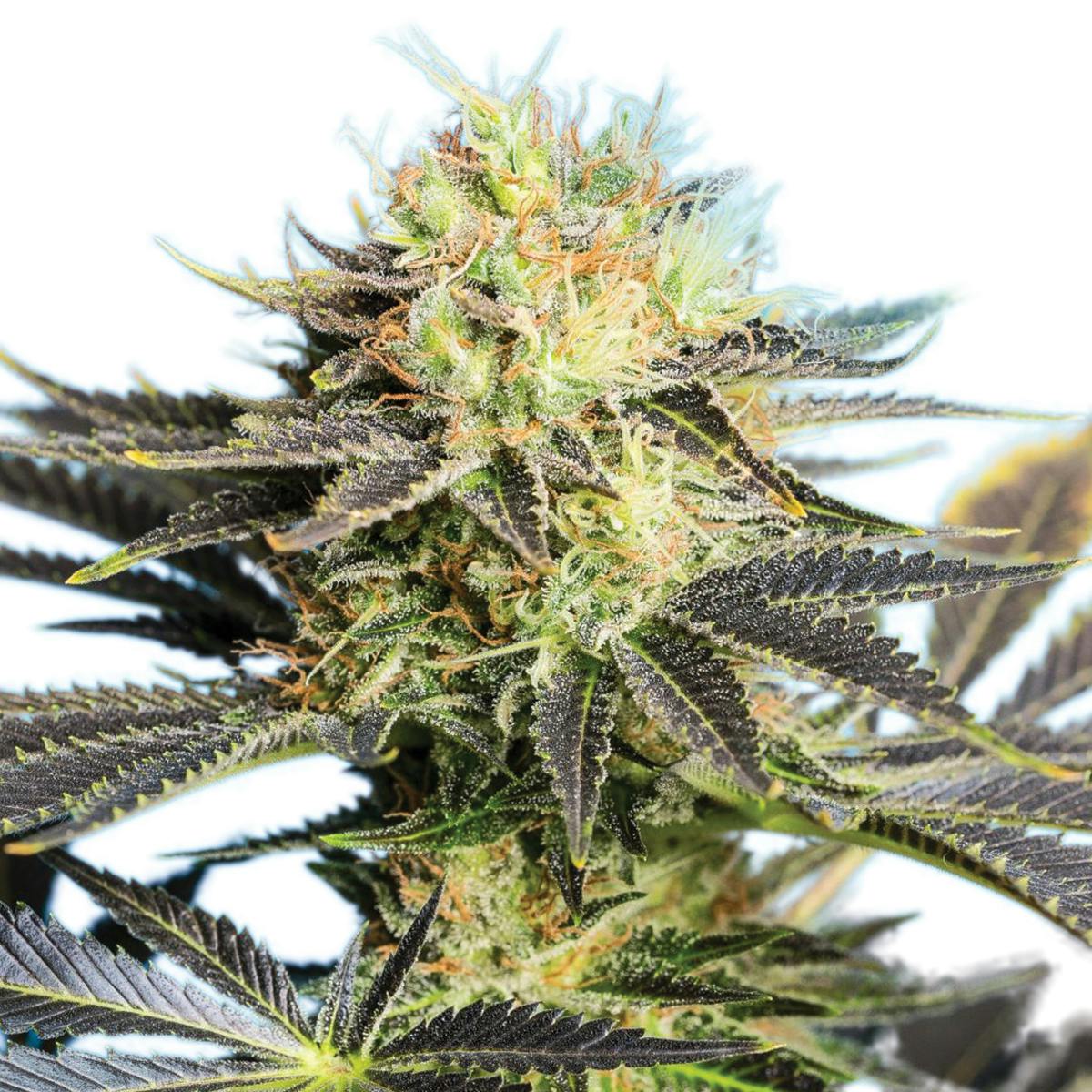 Tropical Seeds Company - Dandy Dance CBD Rich, Feminized - 1