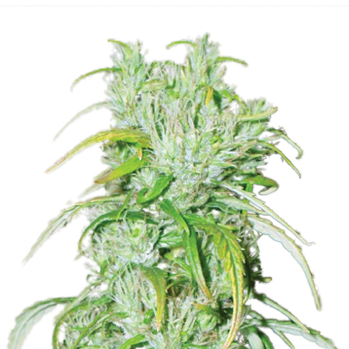Tropical Seeds Company - Double Congo, Regular - 1