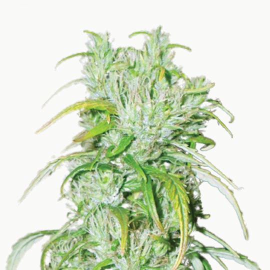 Tropical Seeds Company - Double Congo, Regular - 1