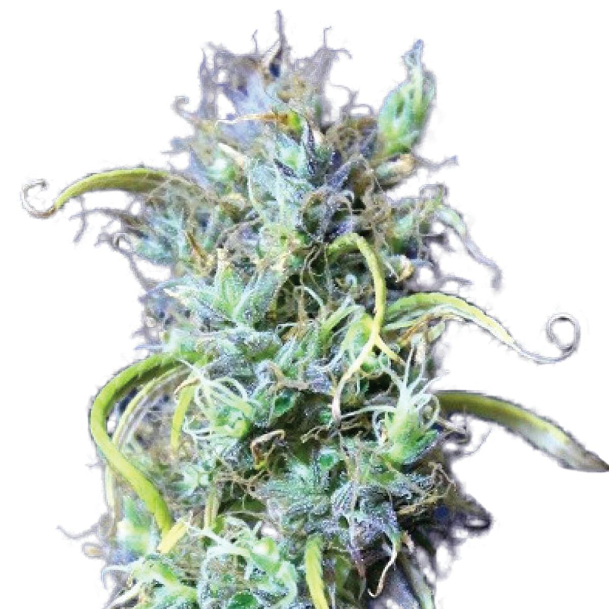 Tropical Seeds Company - Double Zamal, Regular - 1