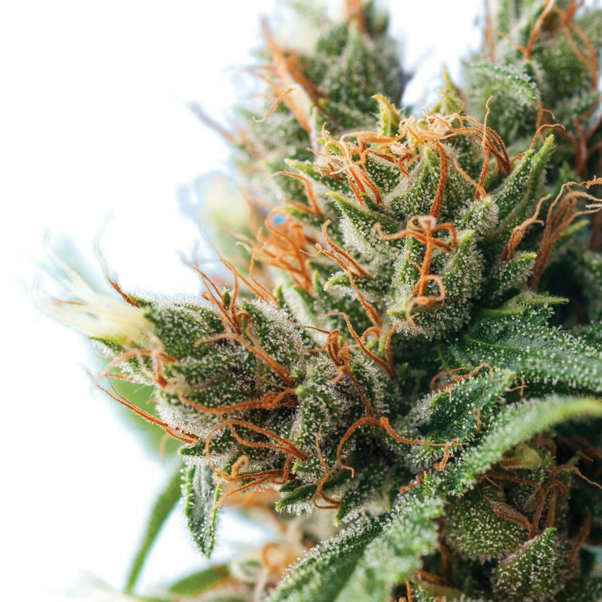 Tropical Seeds Company - Durban Punch, Regular - 1