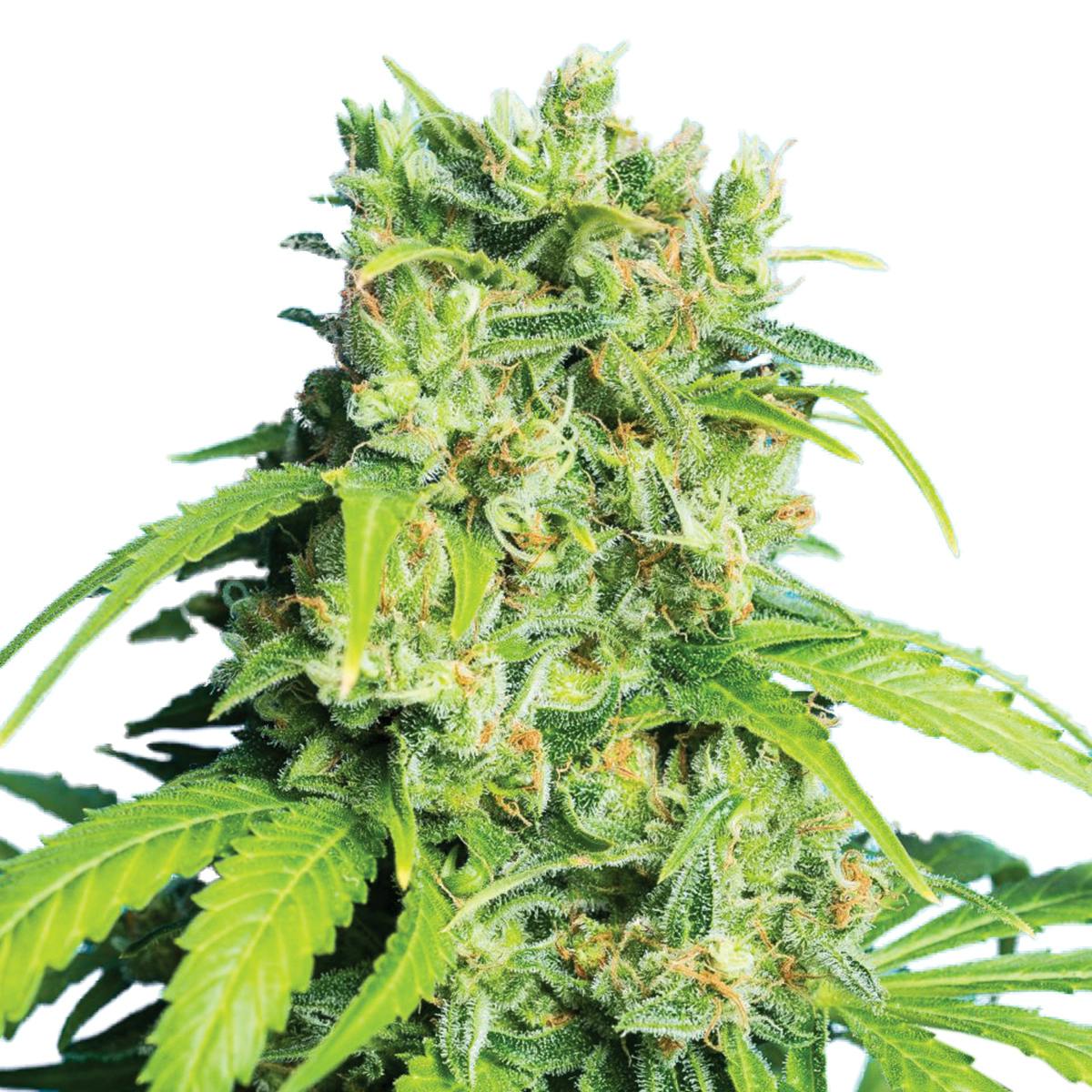 Tropical Seeds Company - Heaven's Gate CBD Rich, Feminized - 1