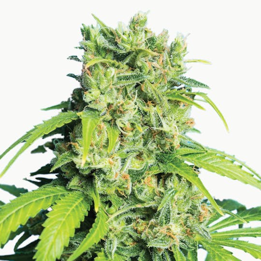 Tropical Seeds Company - Heaven's Gate CBD Rich, Feminized - 1