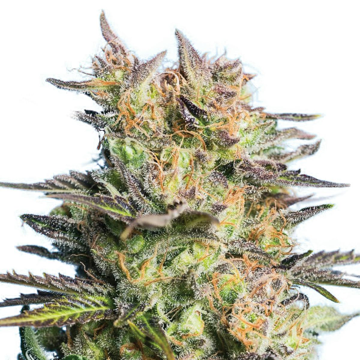 Tropical Seeds Company - Holy Moly CBD Rich, Feminized - 1