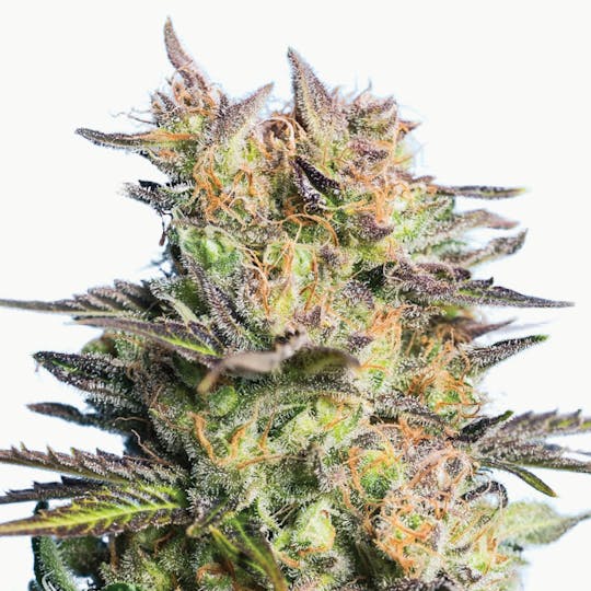 Tropical Seeds Company - Holy Moly CBD Rich, Feminized - 1