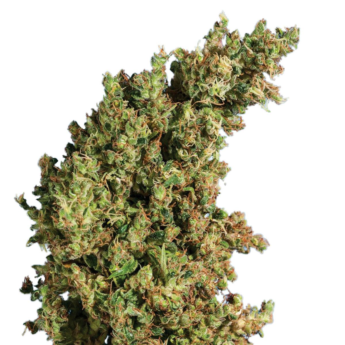 Tropical Seeds Company - King Congo, Regular - 1