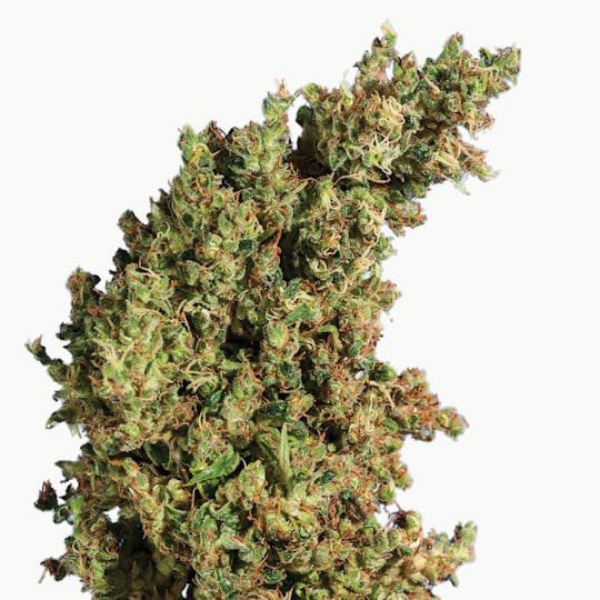 Tropical Seeds Company - King Congo, Regular - 1