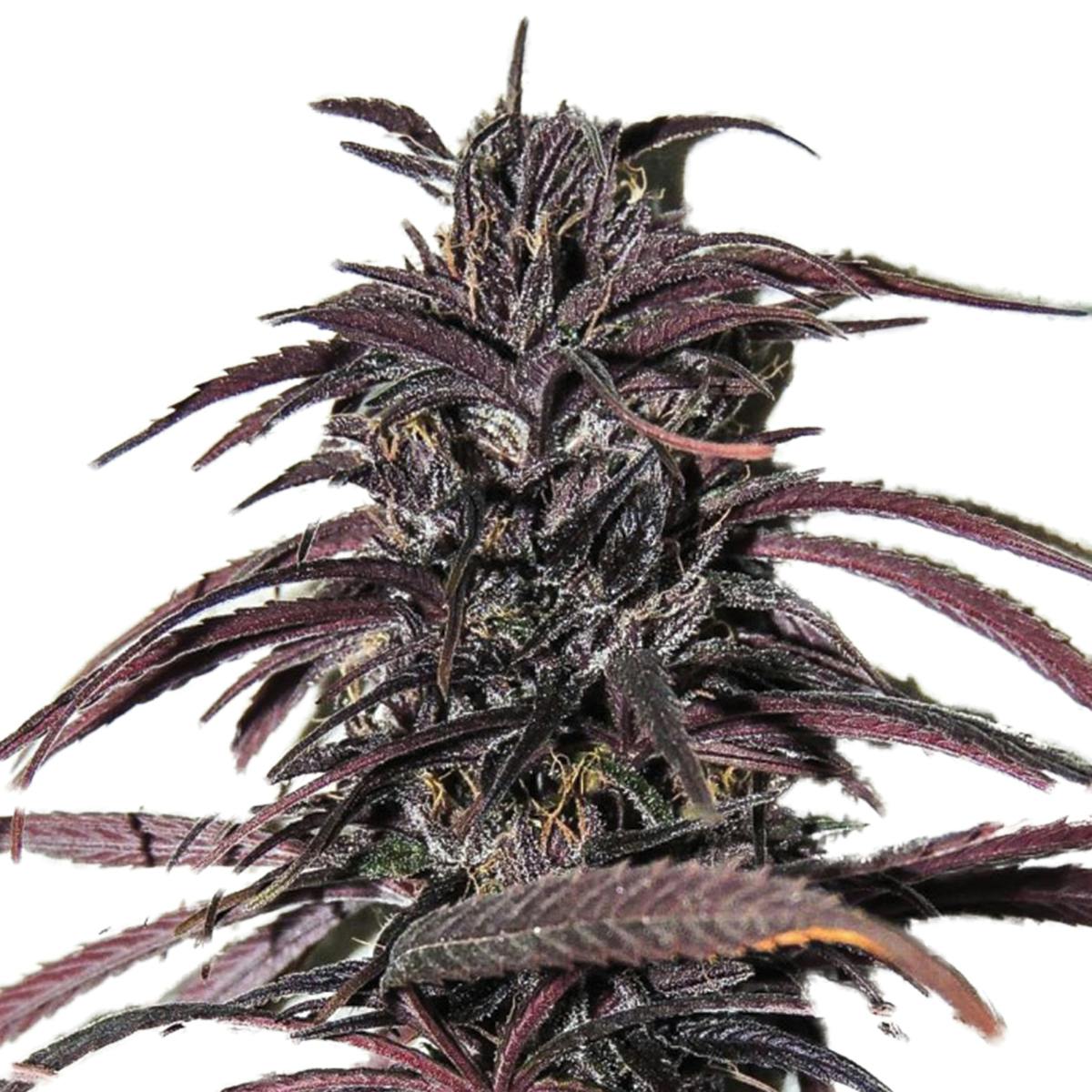 Tropical Seeds Company - Old Congo, Regular - 1