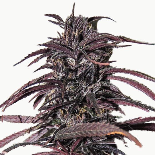 Tropical Seeds Company - Old Congo, Regular - 1