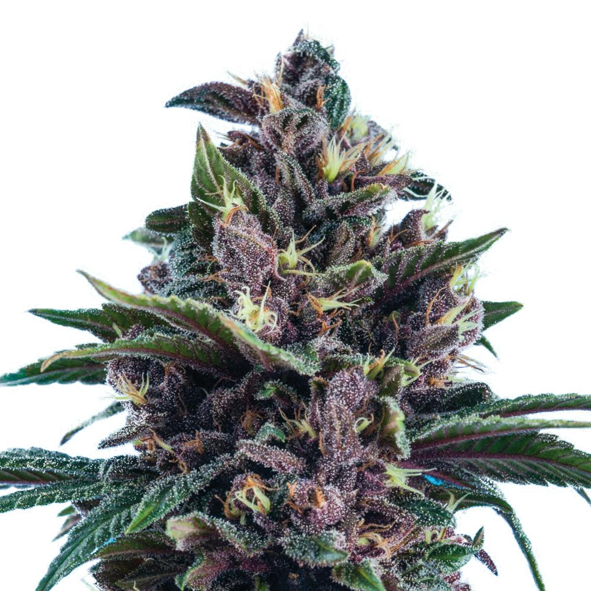 Tropical Seeds Company - Red Afro, Feminized - 1