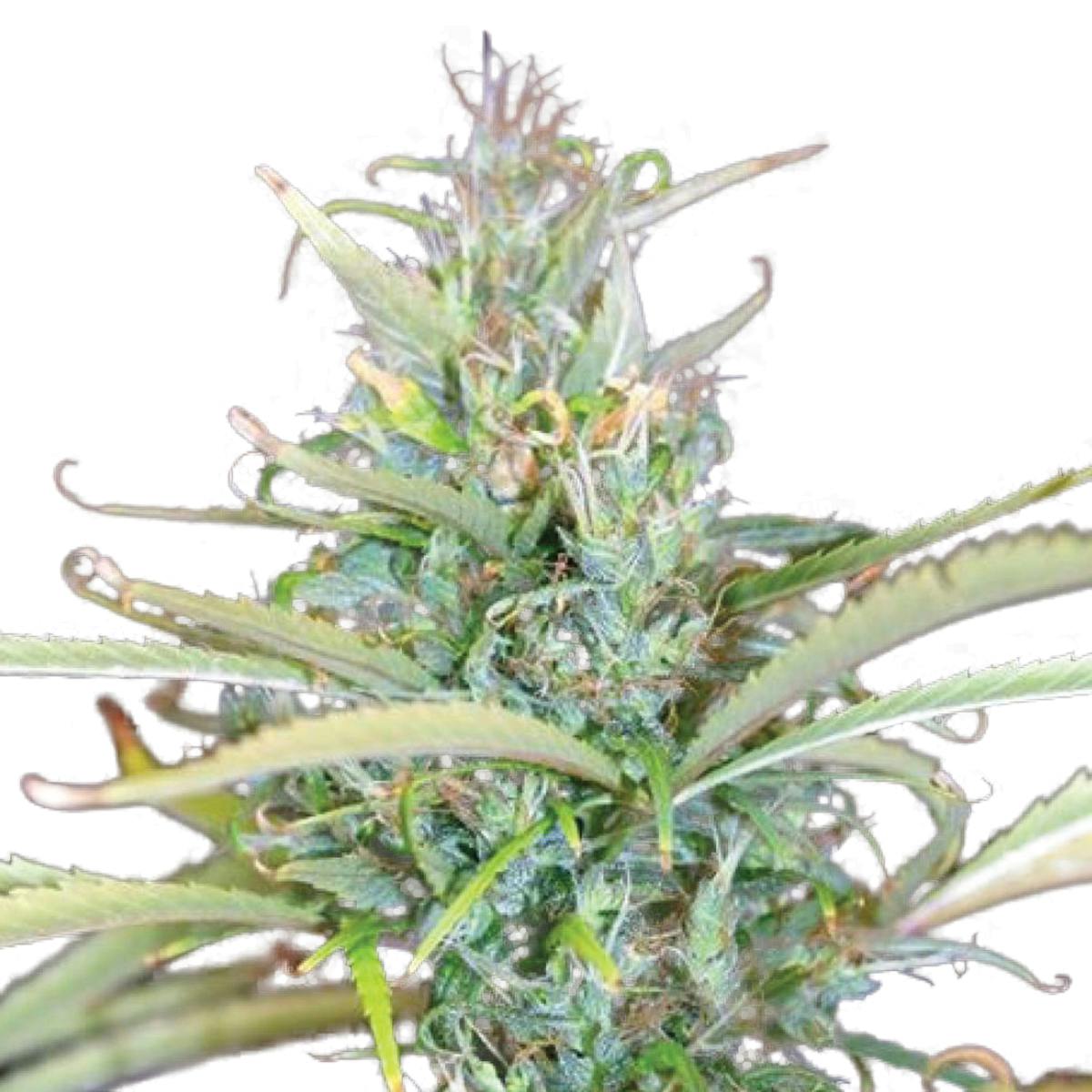 Tropical Seeds Company - Senegal, Regular - 1