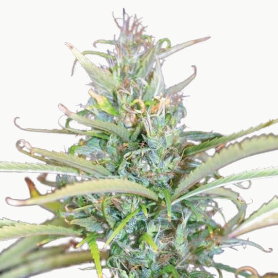 Tropical Seeds Company - Senegal, Regular - 1