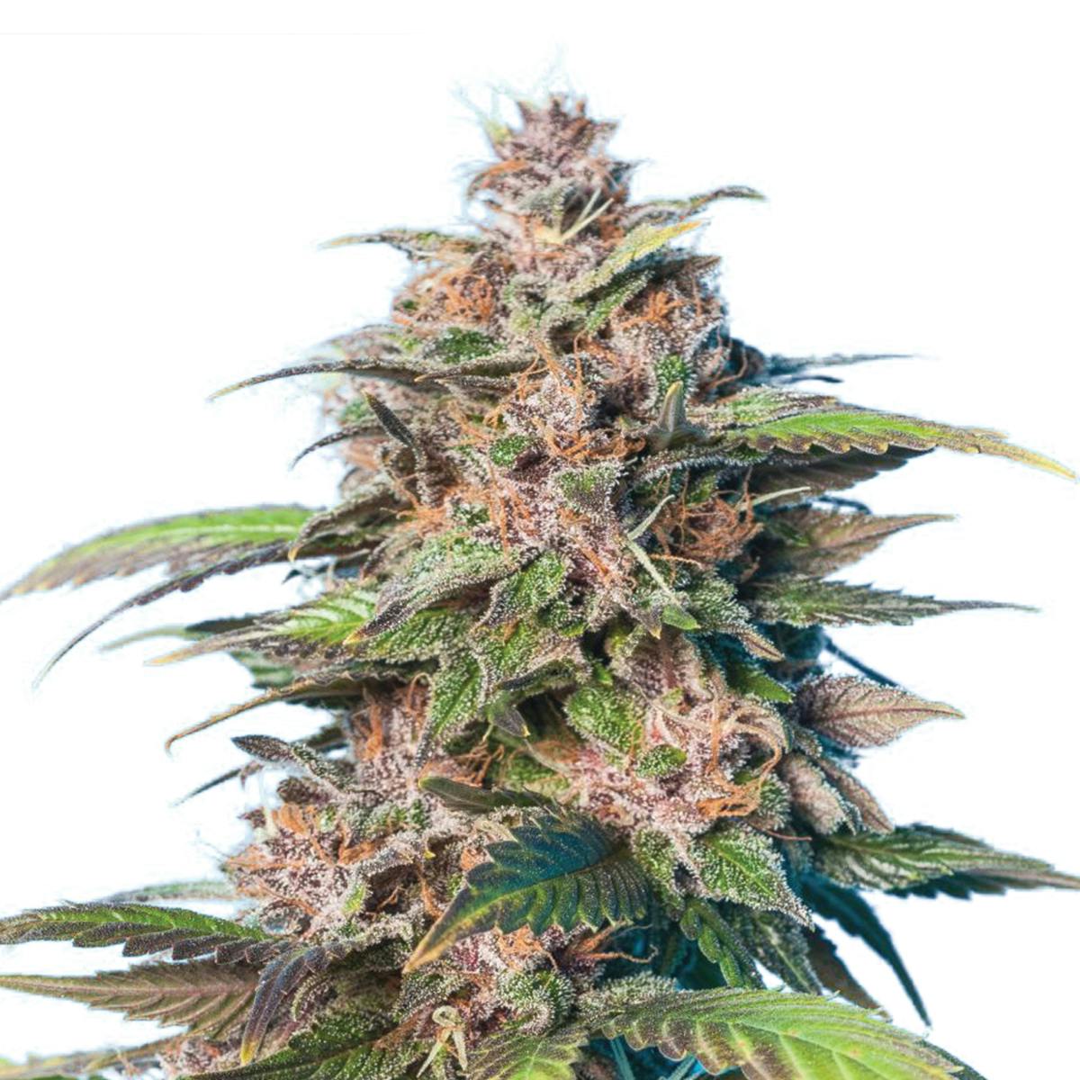 Tropical Seeds Company - Smooth Smoke - 1