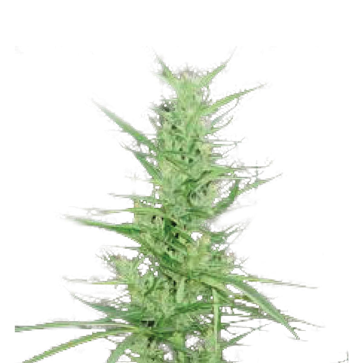 Tropical Seeds Company - Zambian, Regular - 1