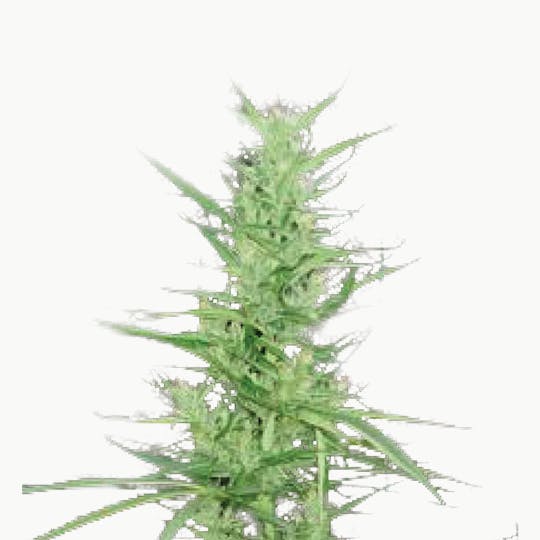 Tropical Seeds Company - Zambian, Regular - 1