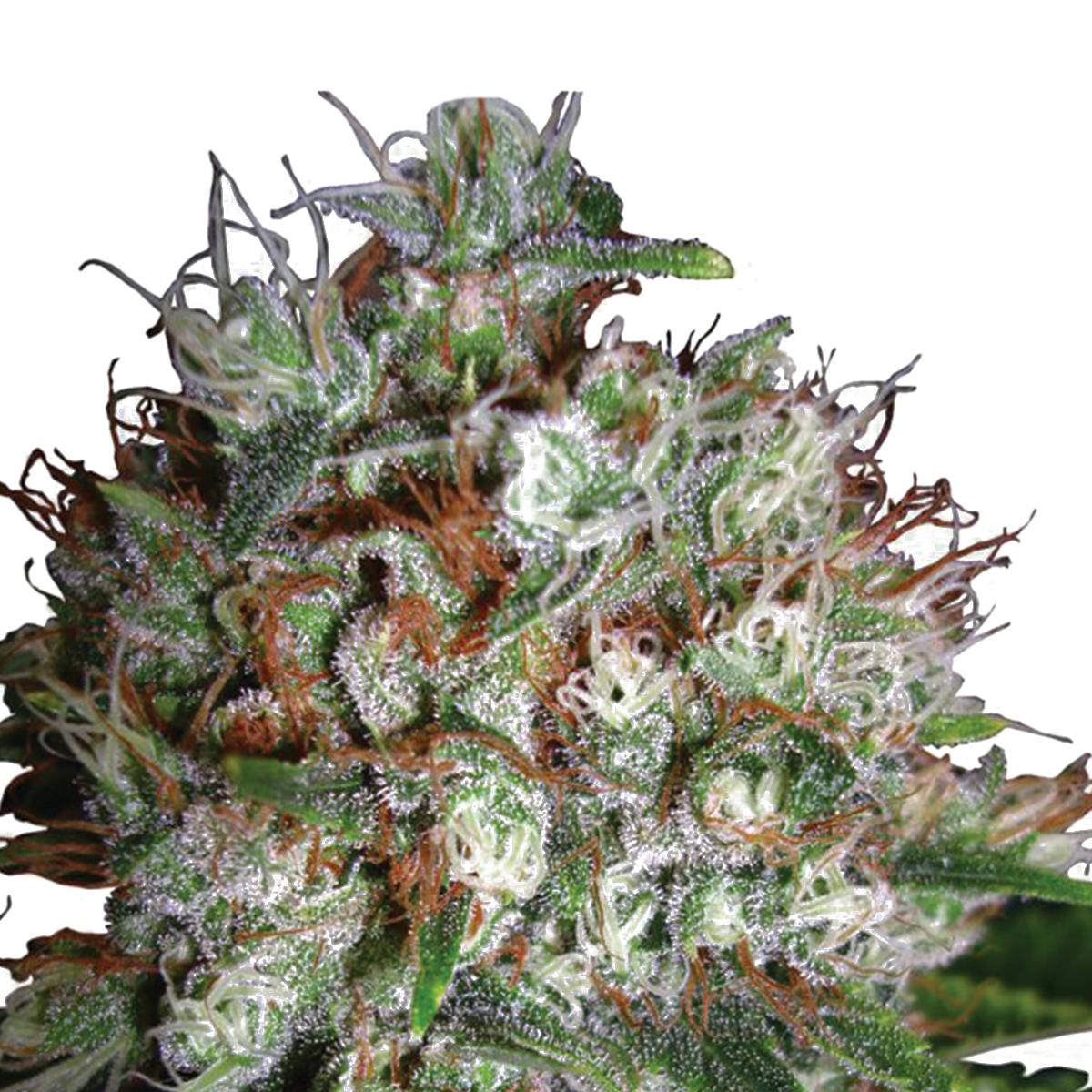 Ministry of Cannabis - Big Bud XXL, Feminized - 1