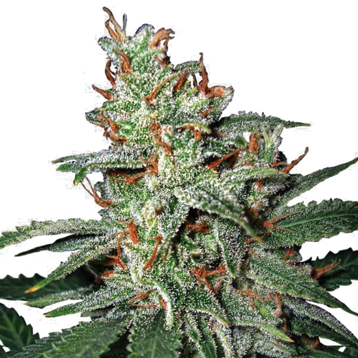 Ministry of Cannabis - Carnival, Feminized - 1