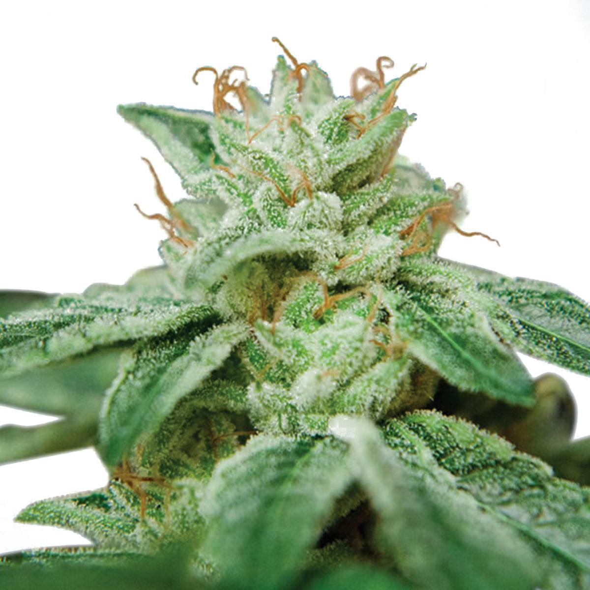 Ministry of Cannabis - CBD Star, Feminized - 1