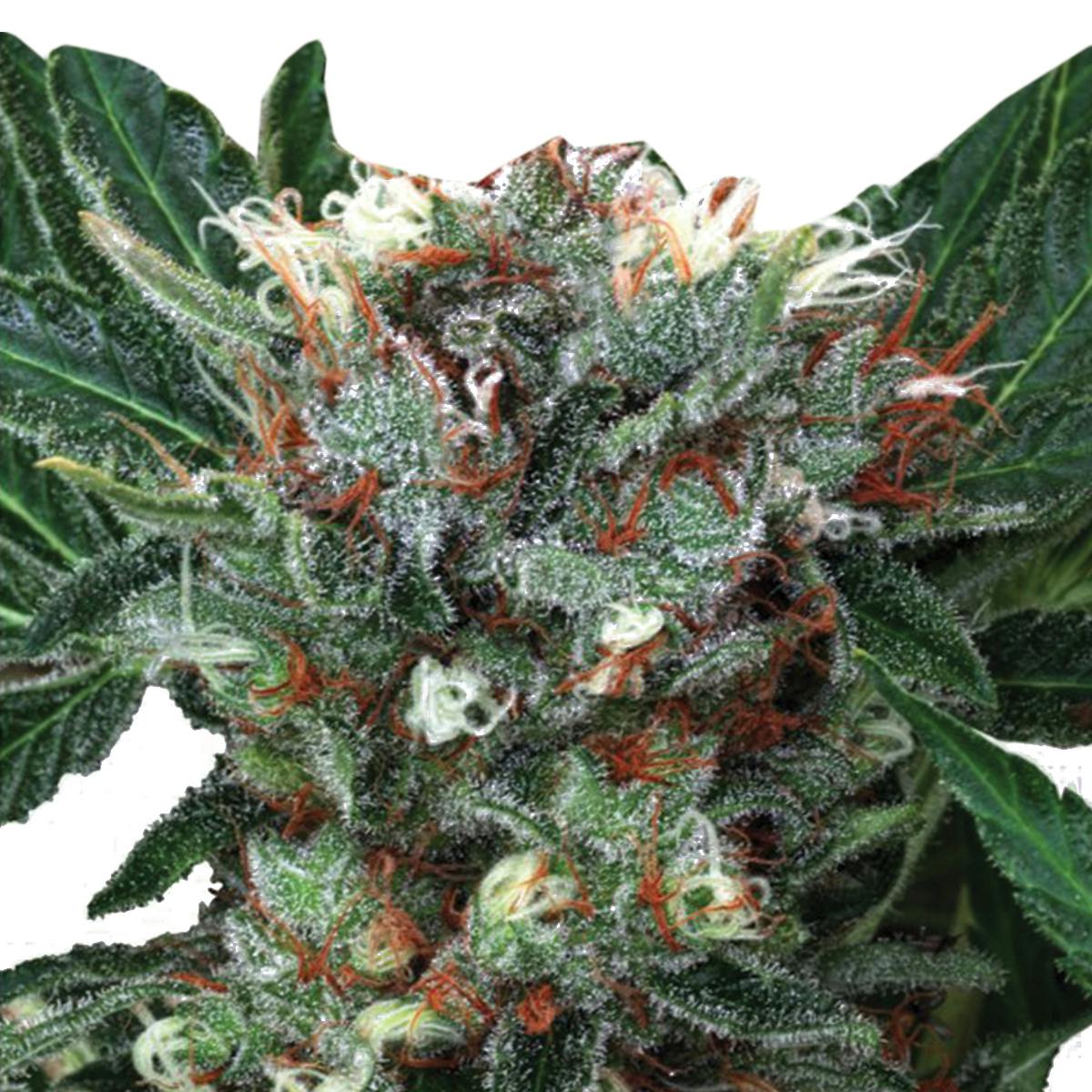 Ministry of Cannabis - Zensation, Feminized - 1