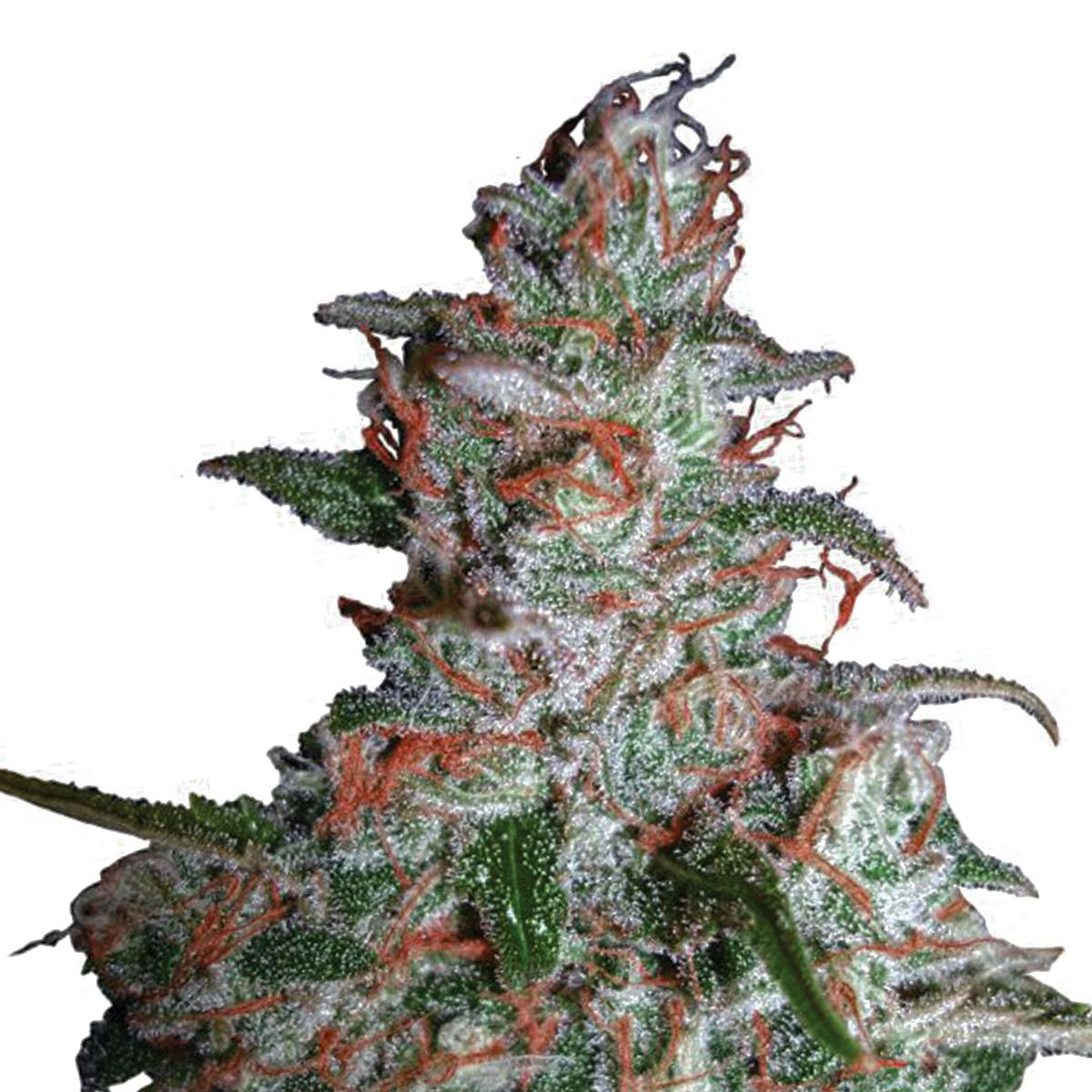 Ministry of Cannabis - Northern Lights, Feminized - 1