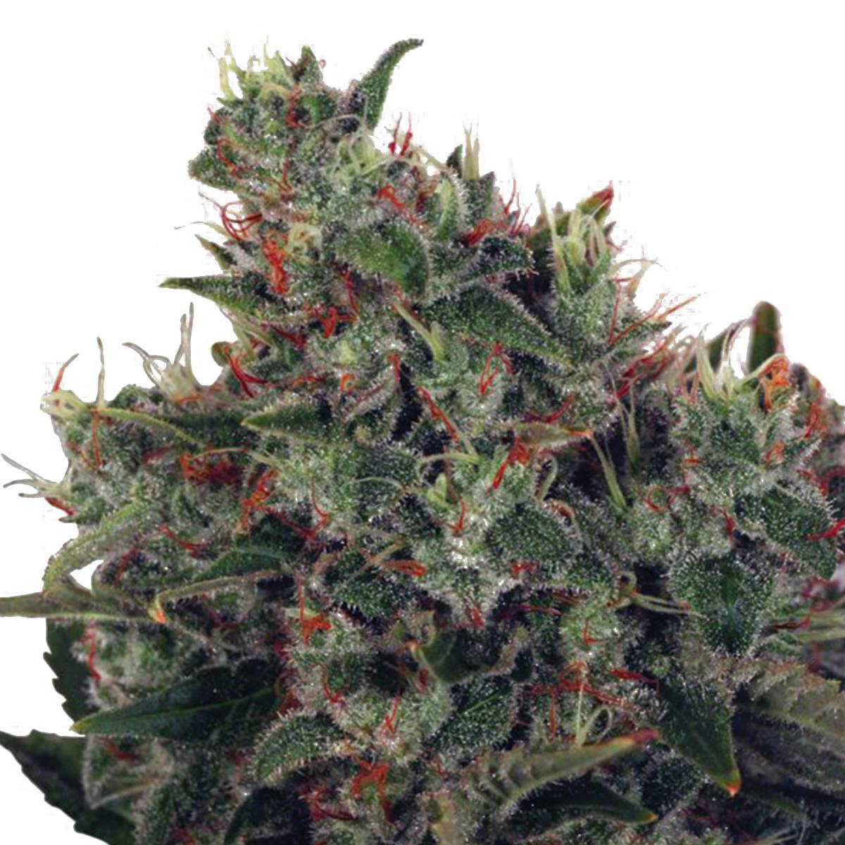 Ministry of Cannabis - Ultra White Amnesia, Feminized - 1