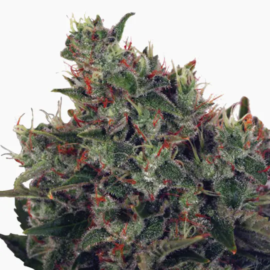 Ministry of Cannabis - Ultra White Amnesia, Feminized - 1