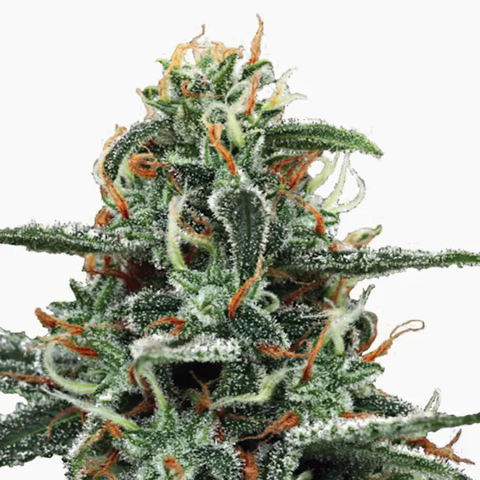 Ministry of Cannabis - White Widow, Feminized - 1