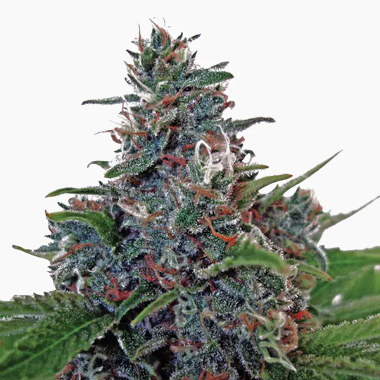 Ministry of Cannabis - Auto Blue Amnesia, Feminized - 1