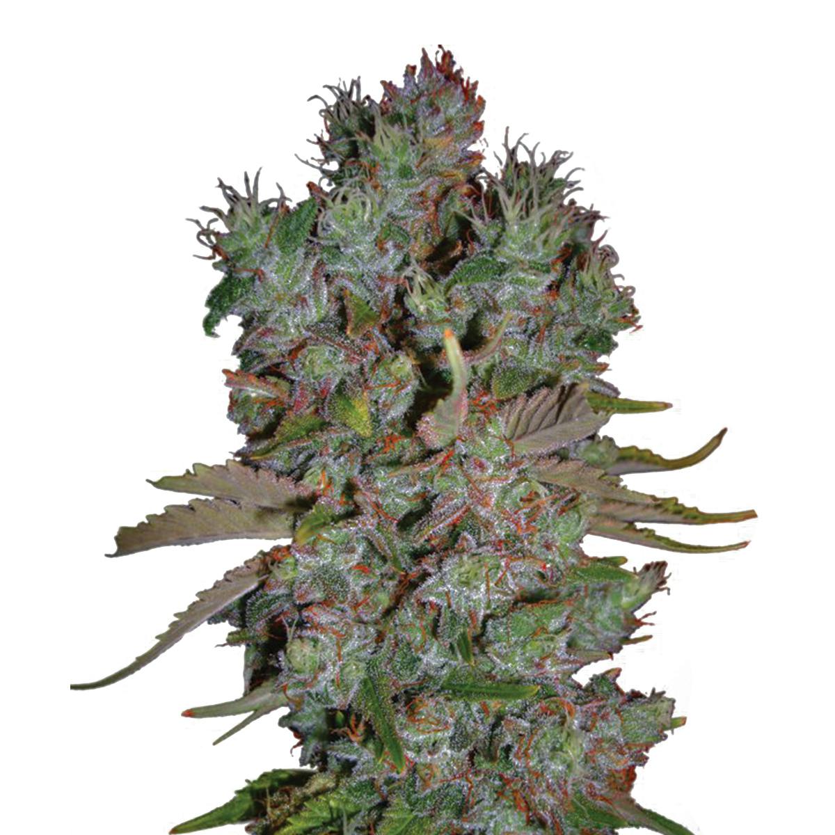 Ministry of Cannabis - Auto Blueberry Domina, Feminized - 1