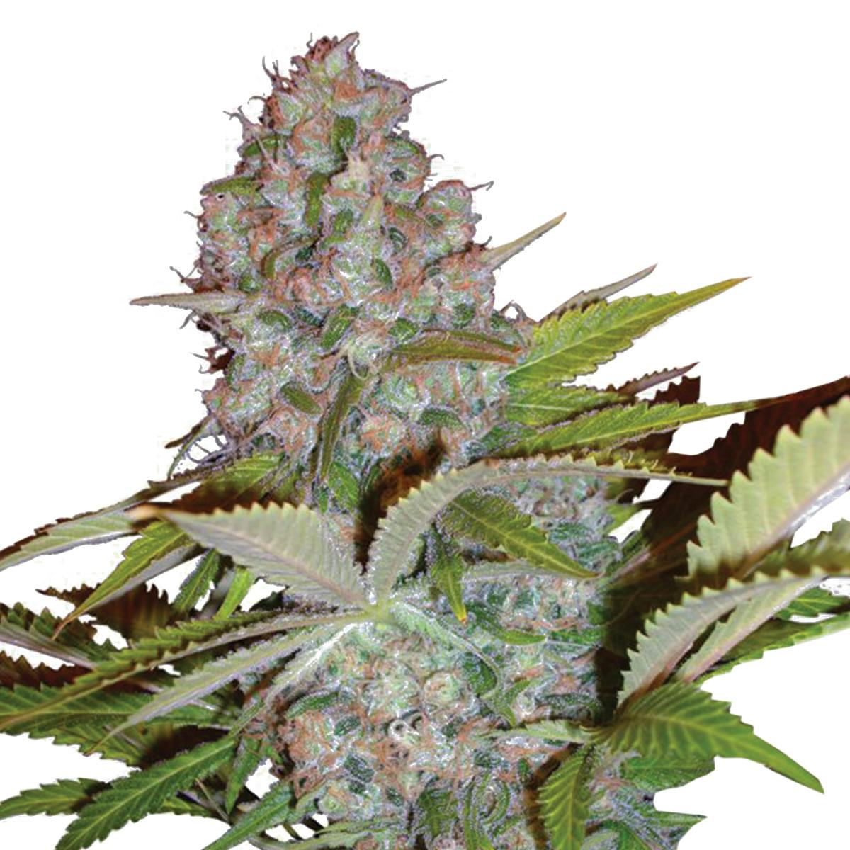 Ministry of Cannabis - Auto Cheese NL, Feminized - 1