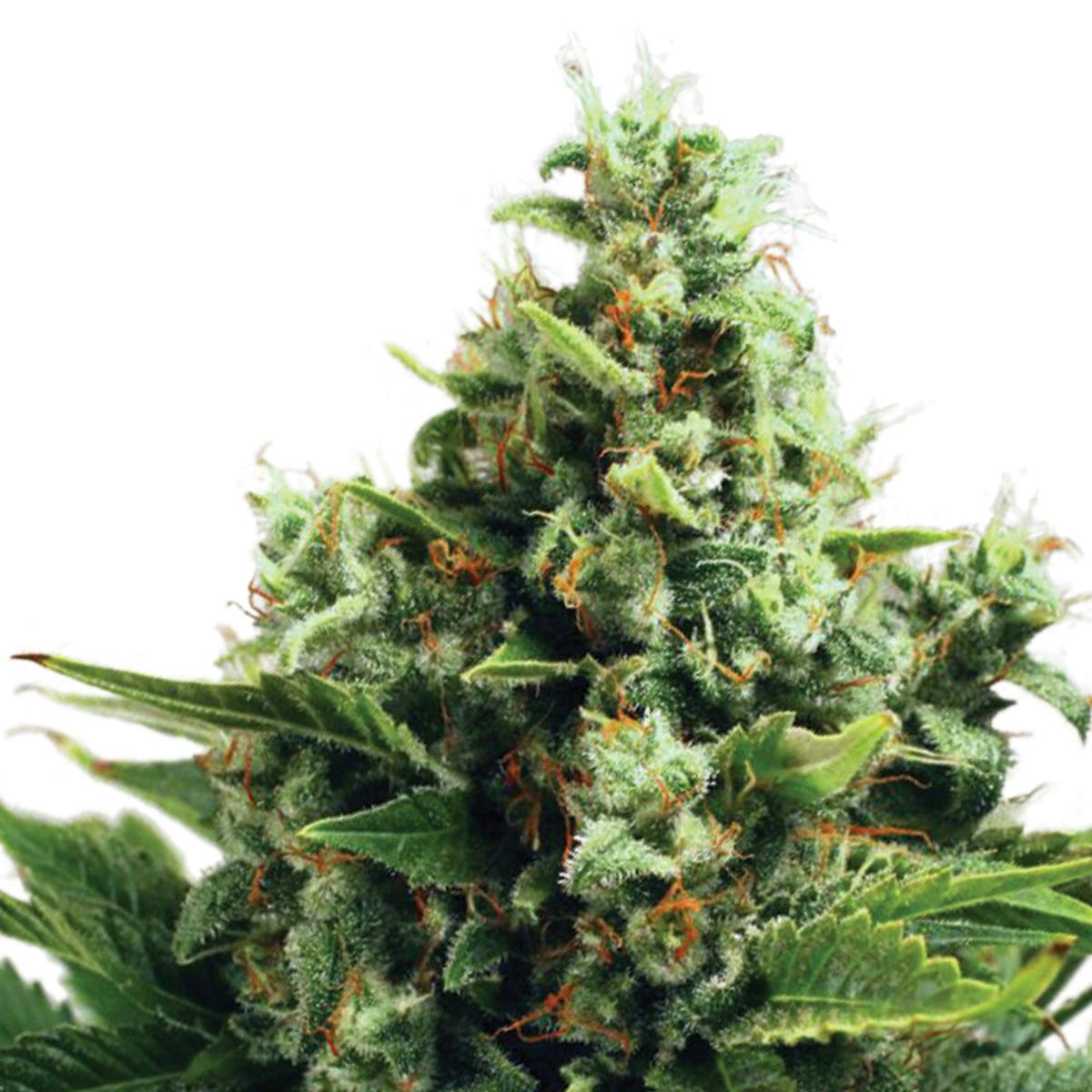 Ministry of Cannabis - Auto White Widow, Feminized - 1