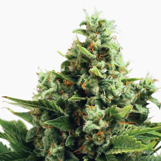 Ministry of Cannabis - Auto White Widow, Feminized - 1