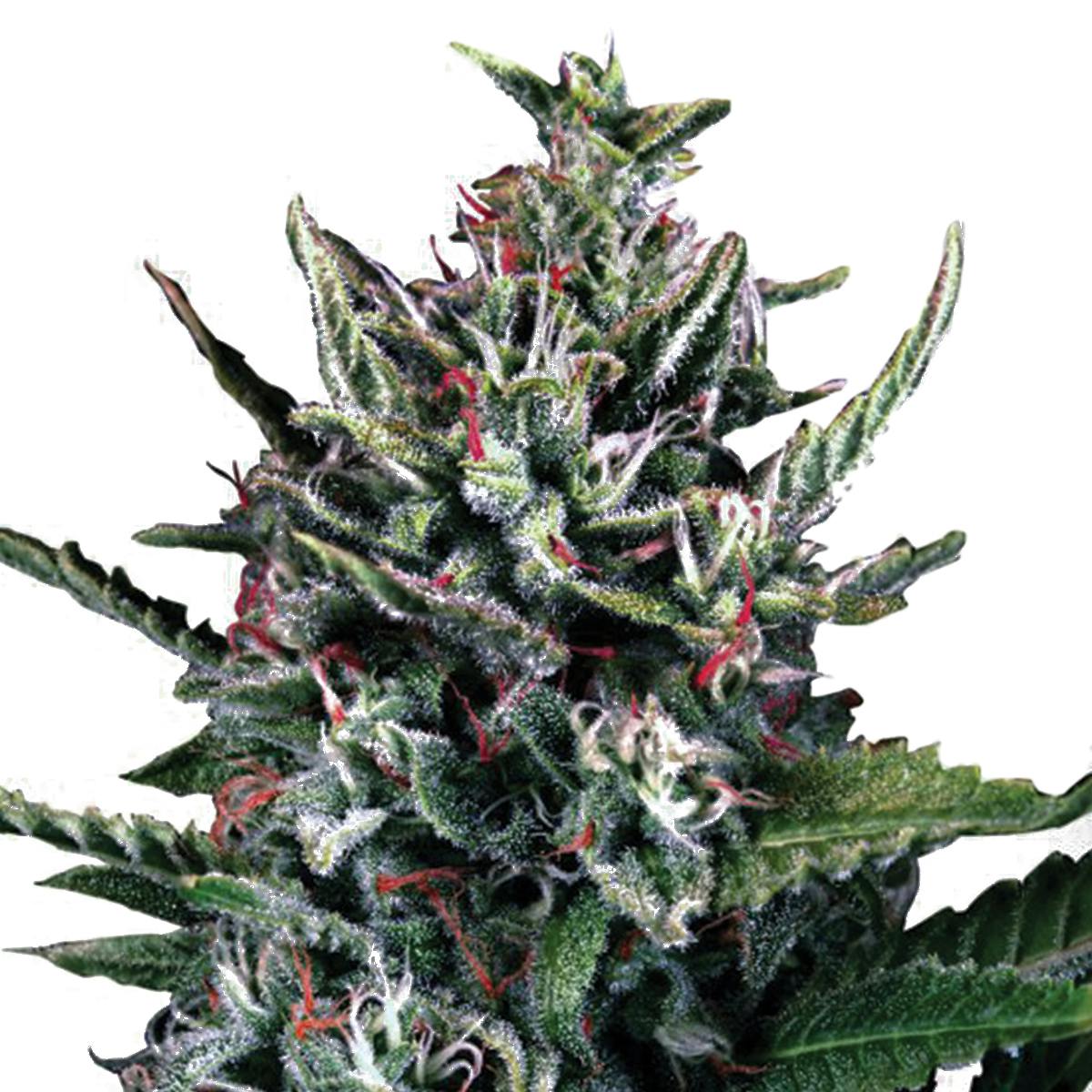 Ministry of Cannabis - Auto Silver Bullet, Feminized - 1