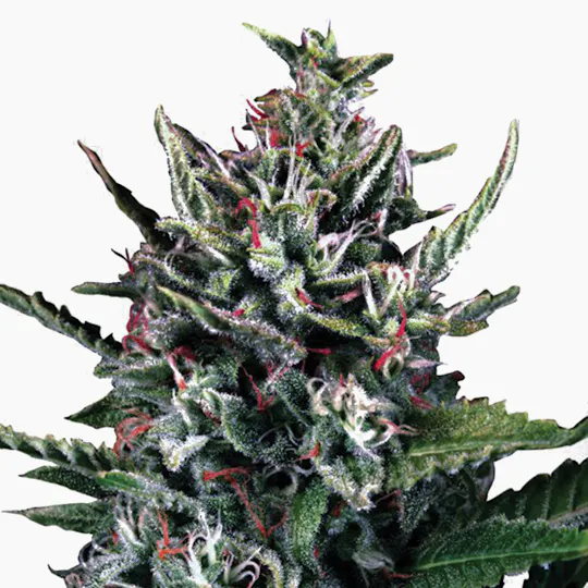 Ministry of Cannabis - Auto Silver Bullet, Feminized - 1