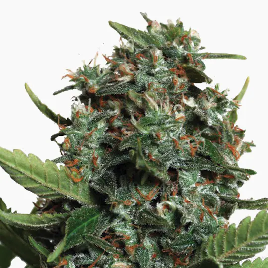 Ministry of Cannabis - Autopilot XXL, Feminized - 1