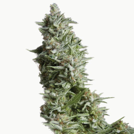 Pyramid Seeds Bank - Alpujarreña, Feminized - 1