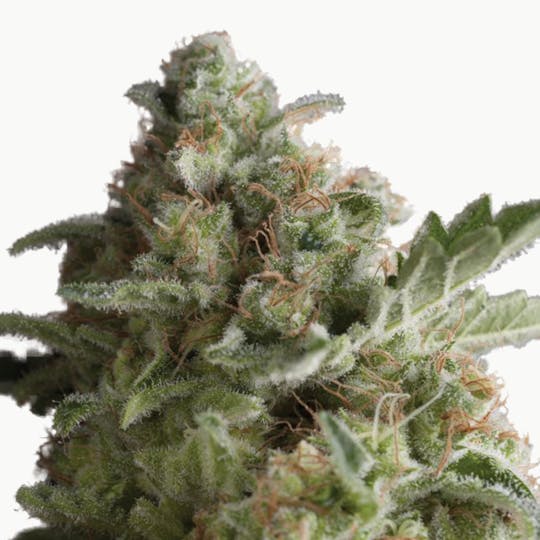 Pyramid Seeds Bank - American Pie, Feminized - 1