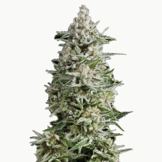 Pyramid Seeds Bank - Amnesia Gold, Feminized - 1