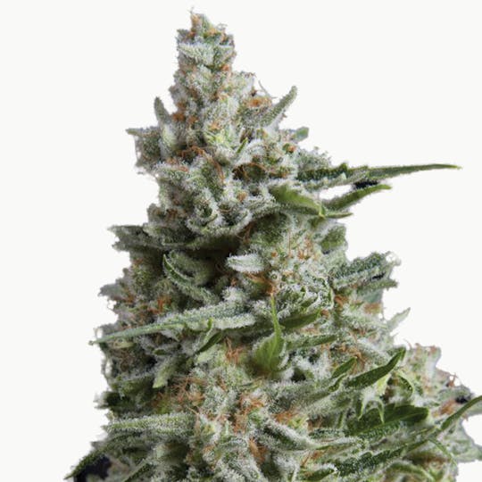 Pyramid Seeds Bank - Anesthesia, Feminized - 1
