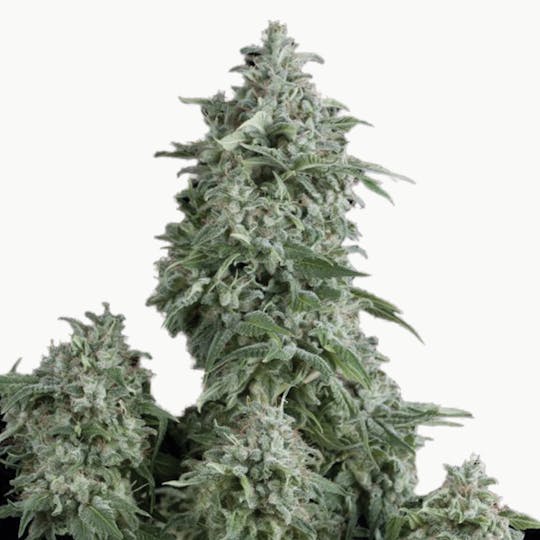 Pyramid Seeds Bank - Anubis, Feminized - 1