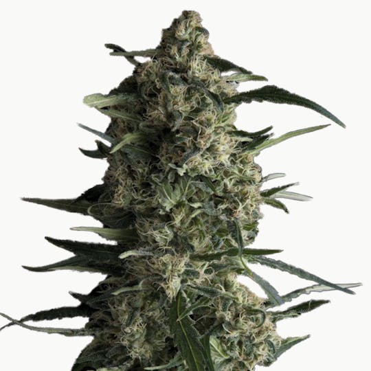 Pyramid Seeds Bank - Galaxy, Feminized - 1