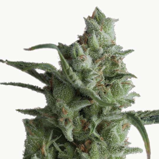 Pyramid Seeds Bank - Kryptonite, Feminized - 1
