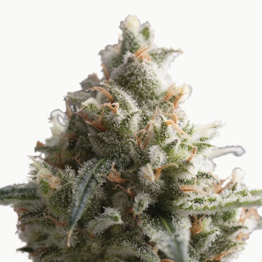 Pyramid Seeds Bank - Lennon, Feminized - 1