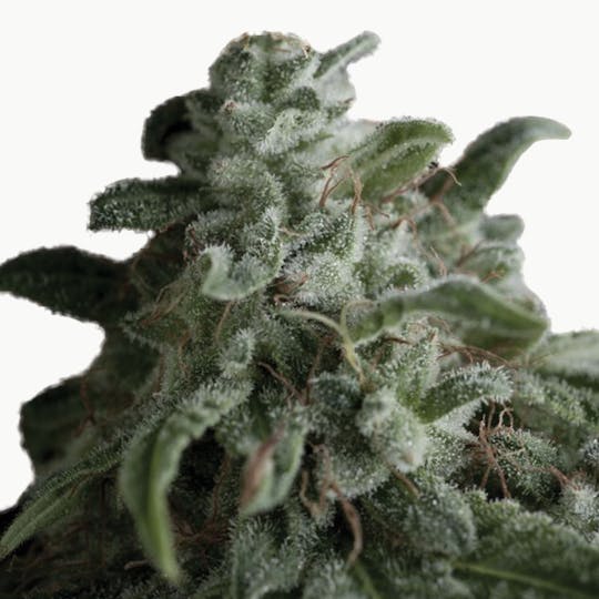 Pyramid Seeds Bank - Nefertiti, Feminized - 1