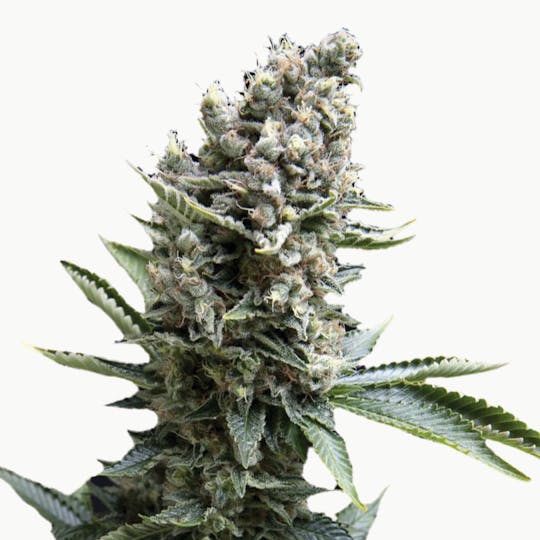 Pyramid Seeds Bank - New York City, Feminized - 1