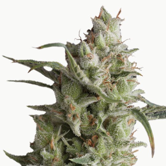 Pyramid Seeds Bank - Super OG Kush, Feminized - 1