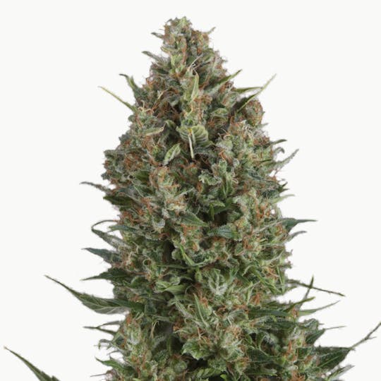 Pyramid Seeds Bank - Wembley, Feminized - 1